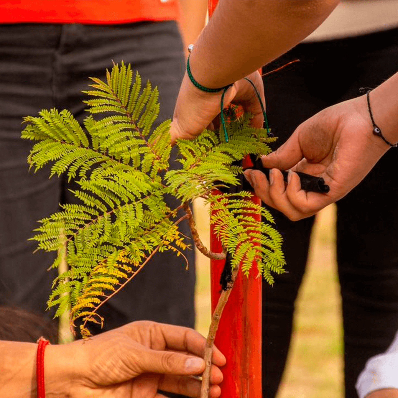 Detalle de forestación en una acción solidaria